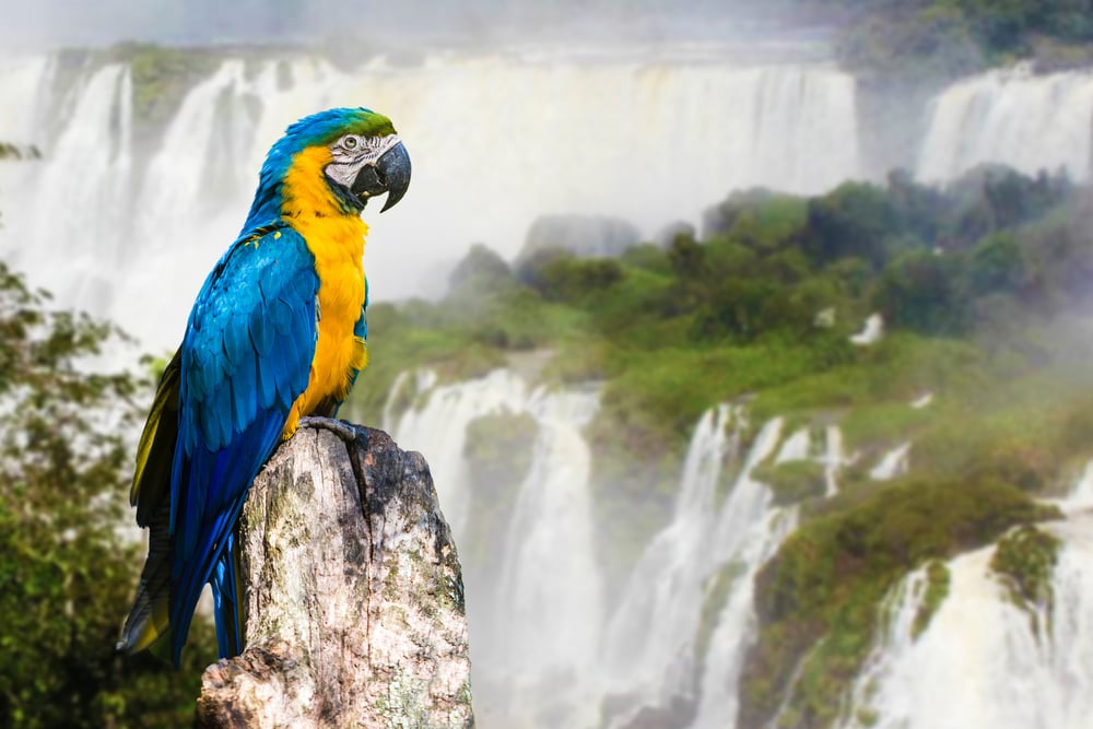 Macaw, Iguazu Falls, Brazil Macaw, Iguazu Falls, Brazil