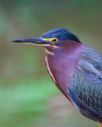 Green Heron