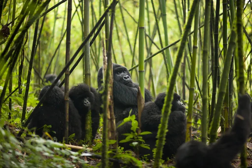 VR-0103__Visit_Rwanda_