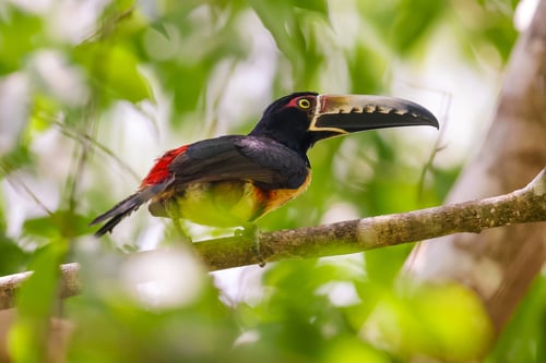 chaa-creek-birds-of-belize-set-2-6-2