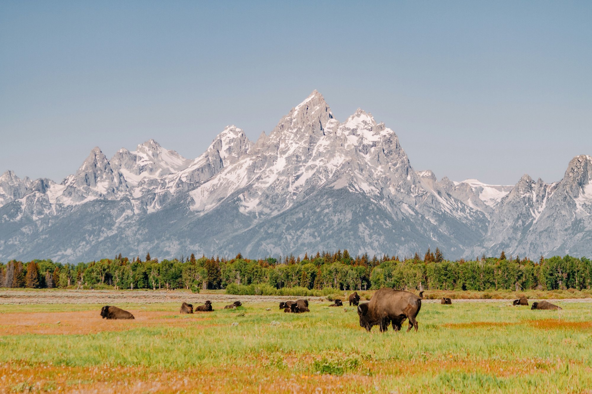 Bison, Grand Tetons Bison, Grand Tetons