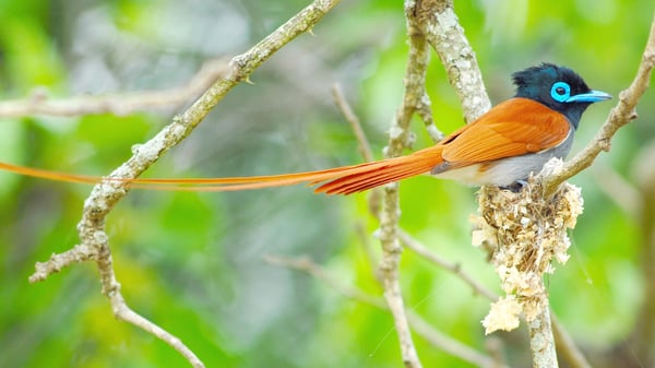 mapula_and_sekwana_concession-shutterstock-258143930