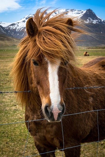Icelandic pony