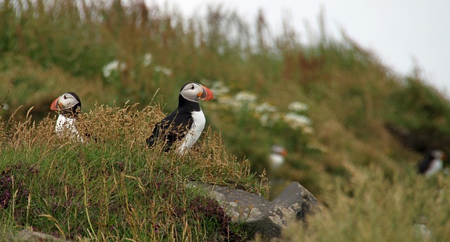 Atlantic puffin